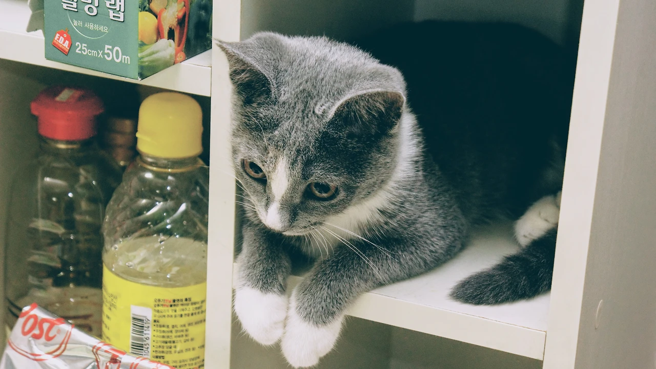 997AC3505A82F0C314080E