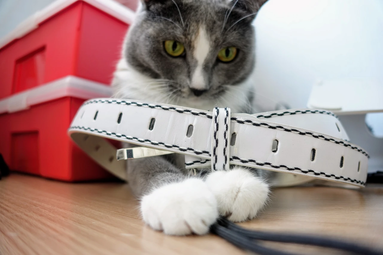 99D73E3F5A88B2ED1513B1