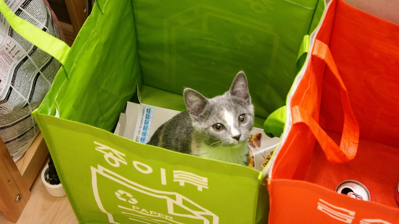 990A434D5A82F0CA2E9265