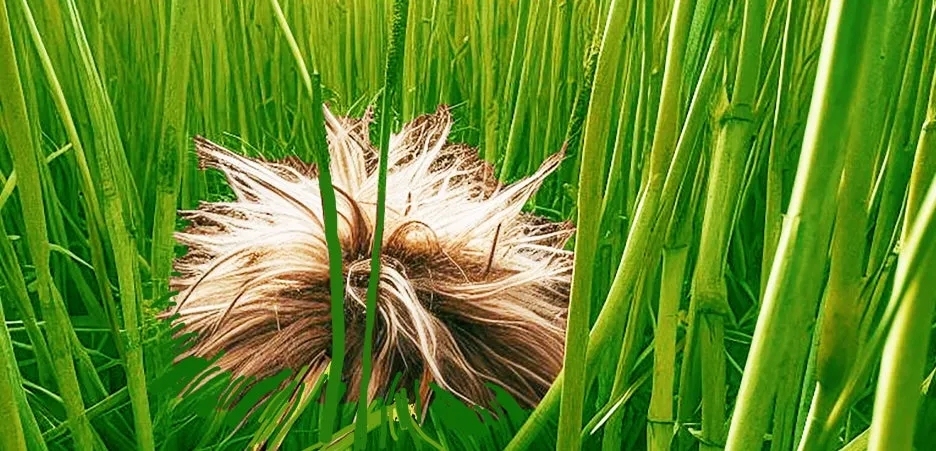 %EA%B0%88%EB%8C%80%EB%B0%AD4.jpg?type=w1