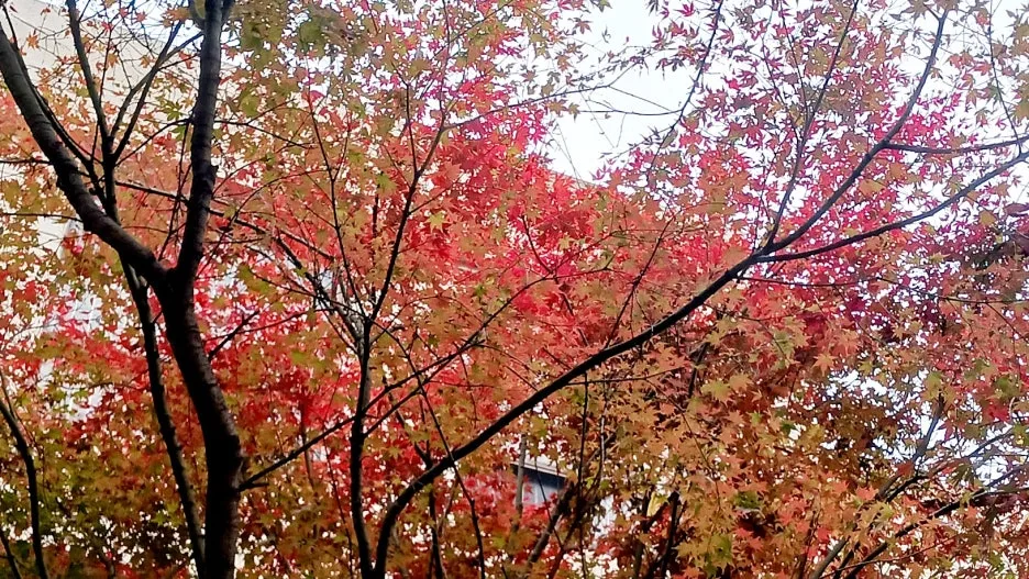 KakaoTalk_20241116_174814738_01.jpg?type=w1