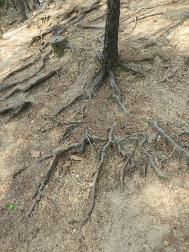 %EB%82%98%EB%AC%B4%EB%BF%8C%EB%A6%AC.jpeg?type=w1