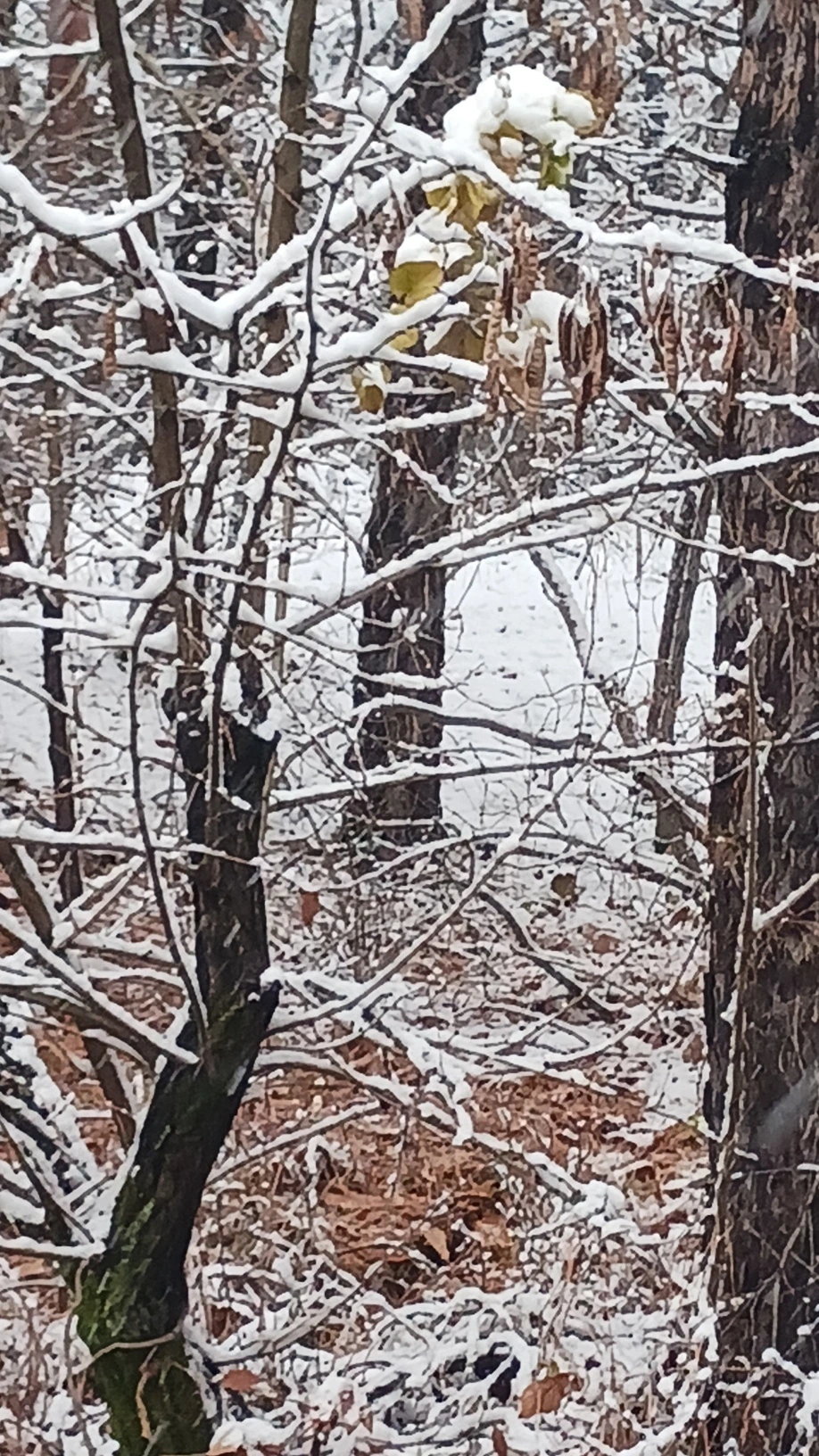 KakaoTalk_20241127_182135614.jpg?type=w1