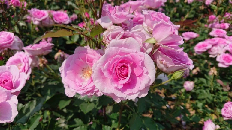 DSC_0286.JPG?type=w773