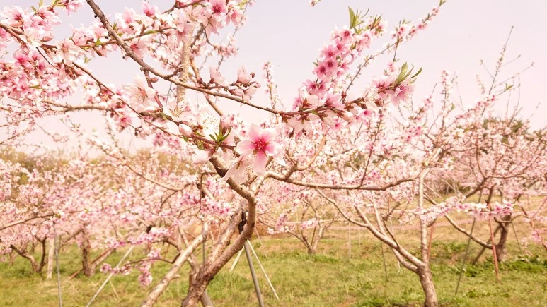 DSC_0233.JPG?type=w773