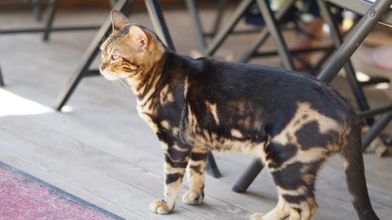 DSC03920.JPG?type=w773