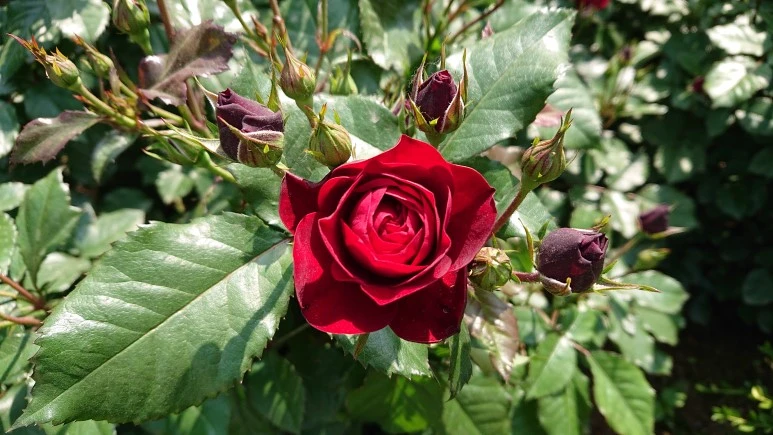 DSC_0287.JPG?type=w773