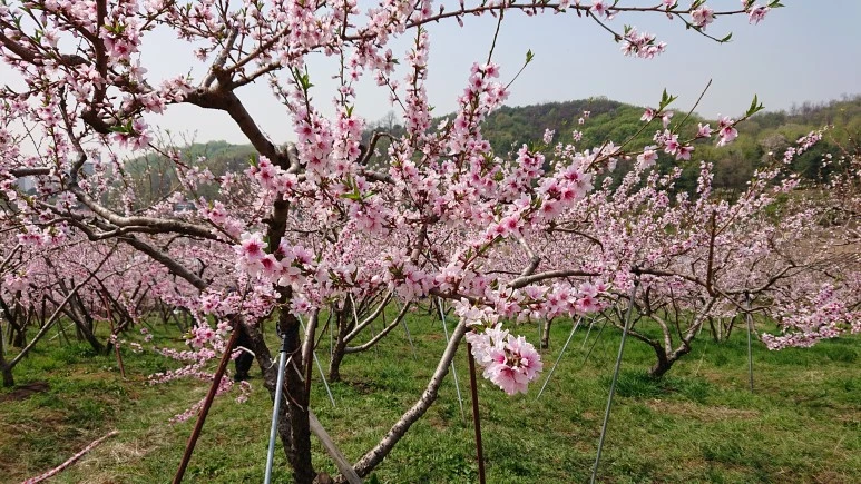 DSC_0235.JPG?type=w773