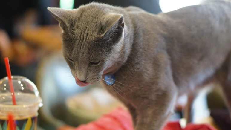 DSC03953.JPG?type=w773