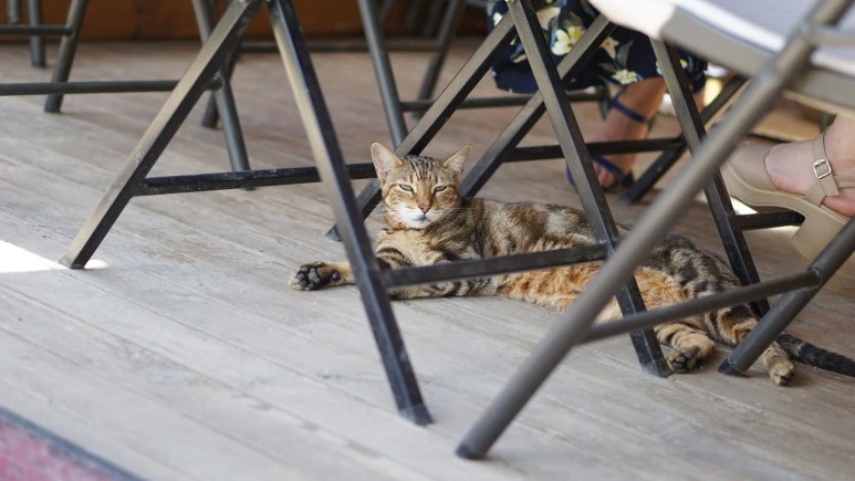 DSC03922.JPG?type=w773