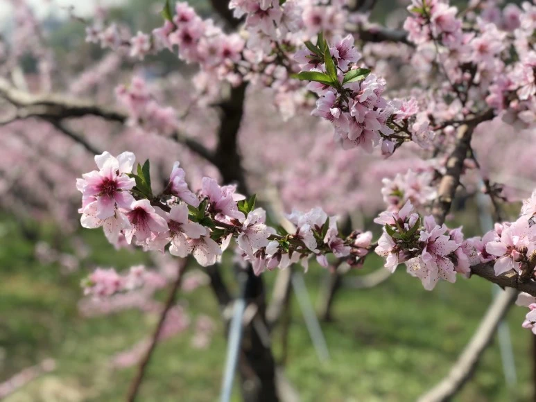 IMG_4779.JPG?type=w773