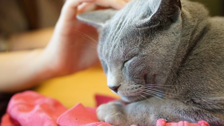 DSC03966.JPG?type=w773