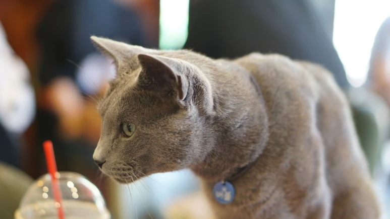 DSC03957.JPG?type=w773