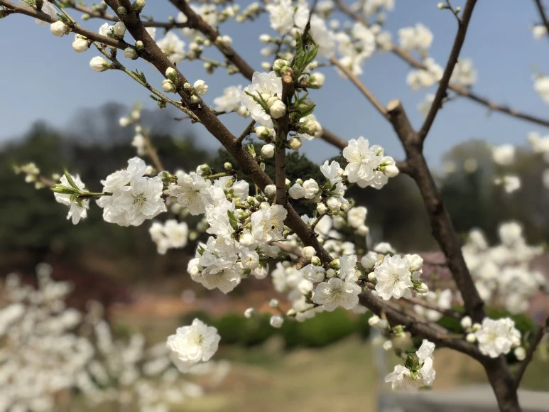 IMG_4774.JPG?type=w773