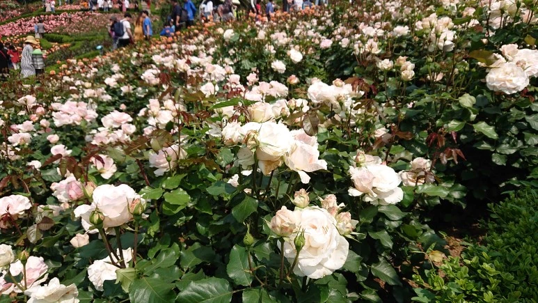 DSC_0261.JPG?type=w773