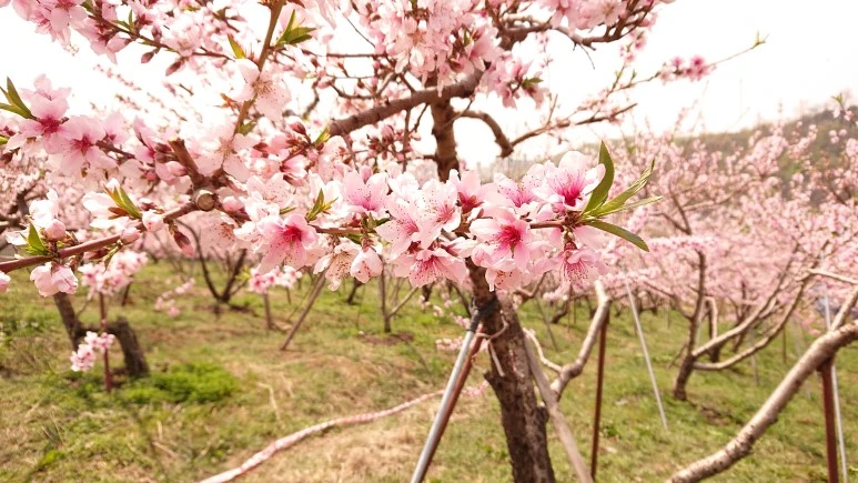 DSC_0238.JPG?type=w773