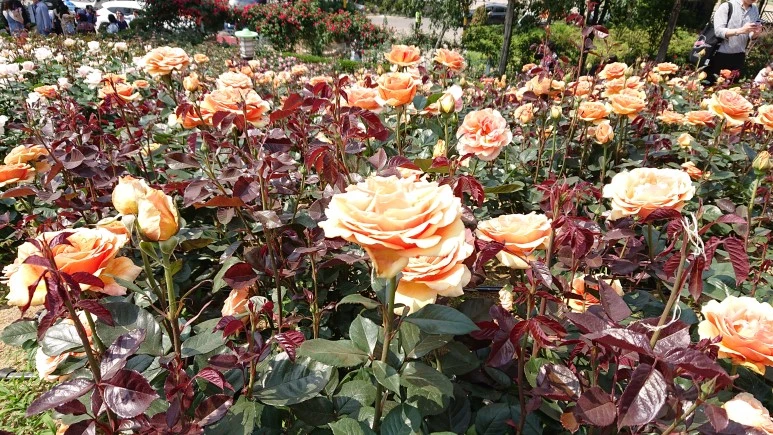 DSC_0276.JPG?type=w773