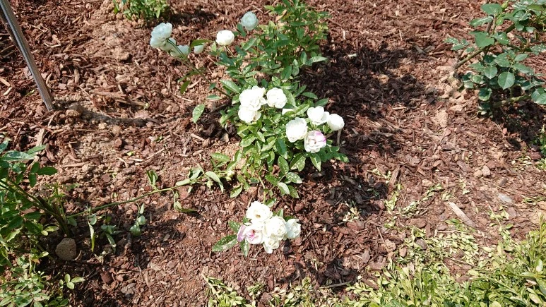 DSC_0290.JPG?type=w773