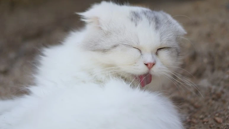 DSC03941.JPG?type=w773