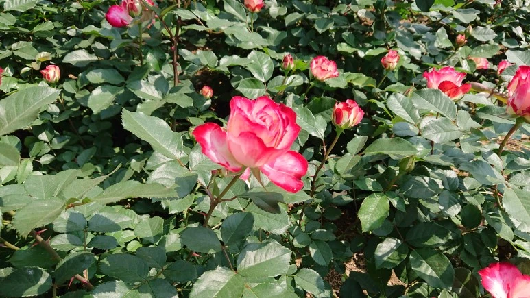 DSC_0279.JPG?type=w773