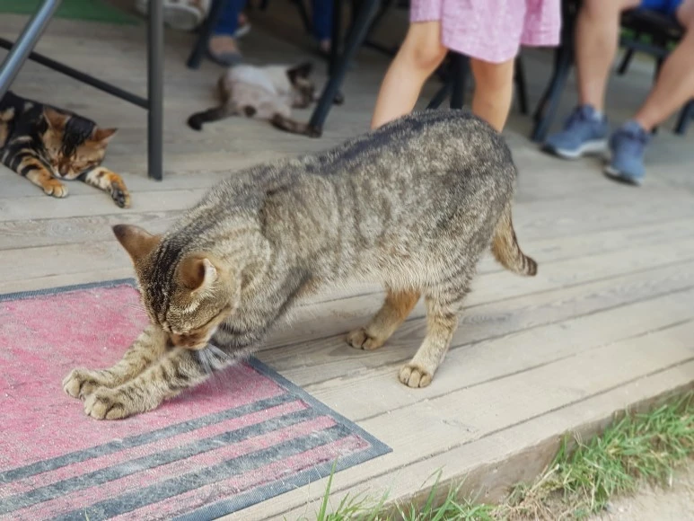 20180707_150057.jpg?type=w773