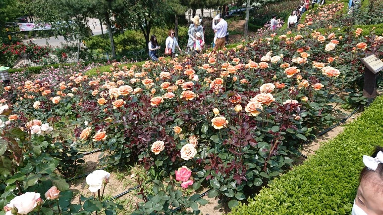 DSC_0262.JPG?type=w773