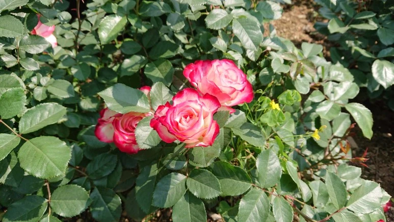 DSC_0280.JPG?type=w773