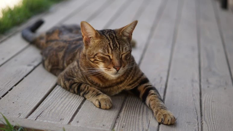 DSC03915.JPG?type=w773