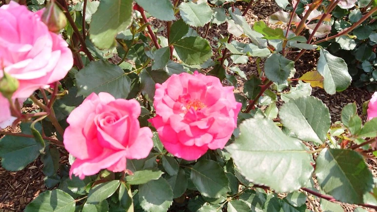 DSC_0283.JPG?type=w773