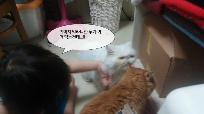 262998485561FA9635F4ED