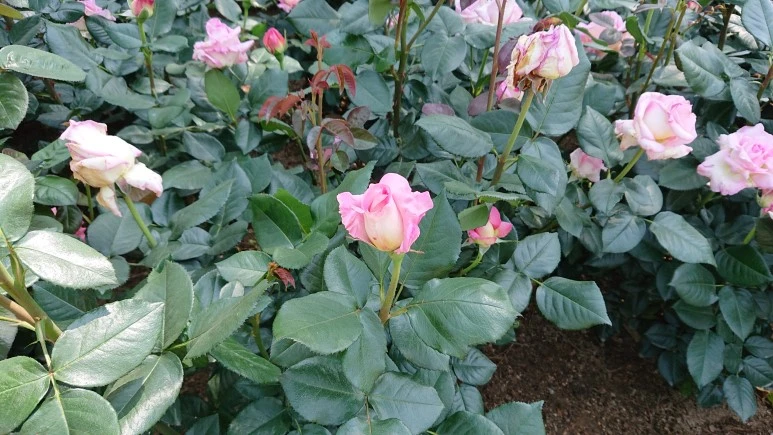 DSC_0285.JPG?type=w773