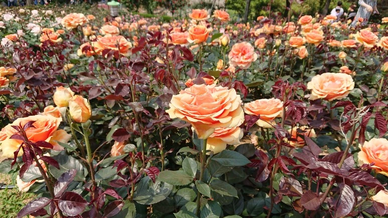 DSC_0263.JPG?type=w773