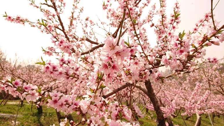 DSC_0237.JPG?type=w773