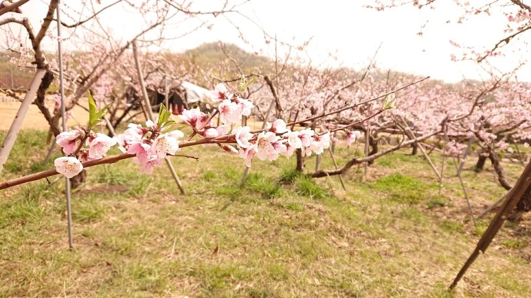 DSC_0257.JPG?type=w773