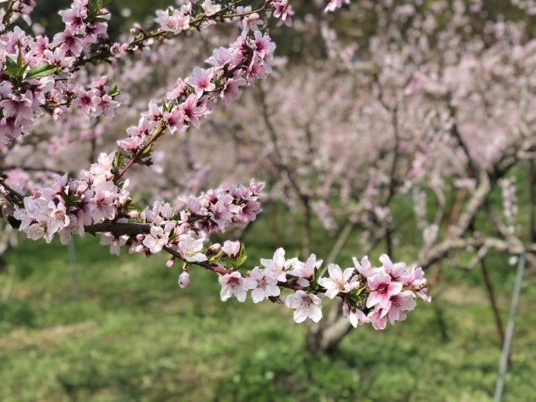 IMG_4778.JPG?type=w773