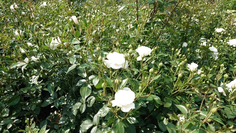 DSC_0282.JPG?type=w773