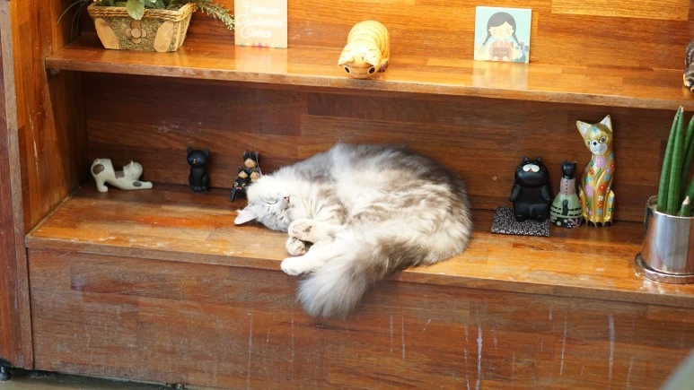 DSC03931.JPG?type=w773