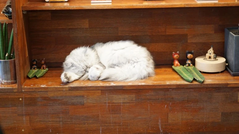 DSC03932.JPG?type=w773