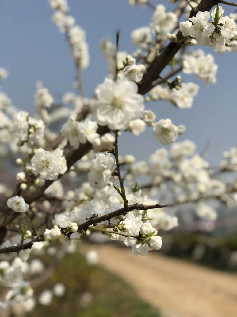 IMG_4775.JPG?type=w773