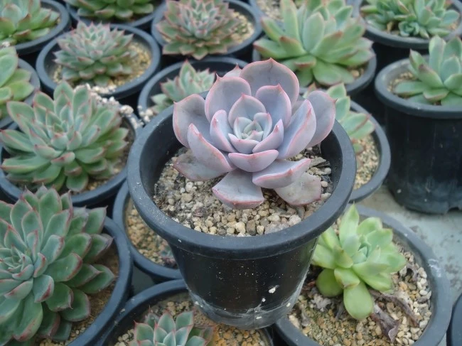 DSC02565.JPG?type=w1