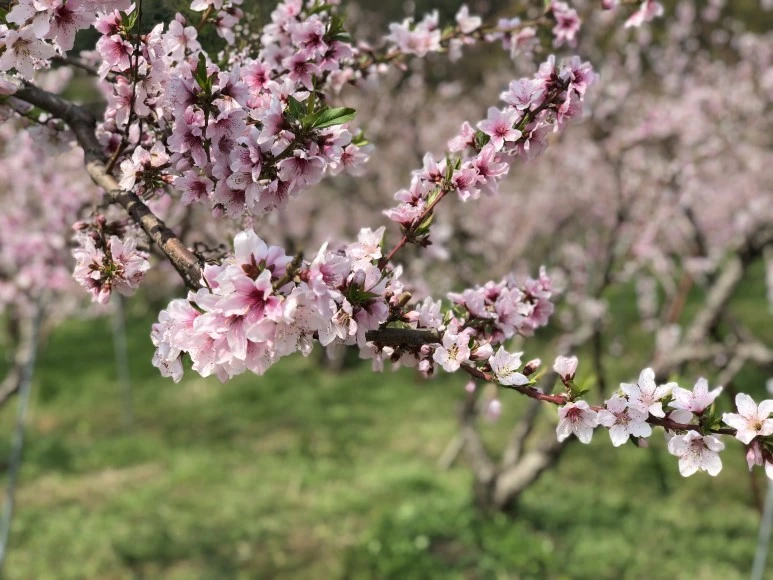 IMG_4777.JPG?type=w773