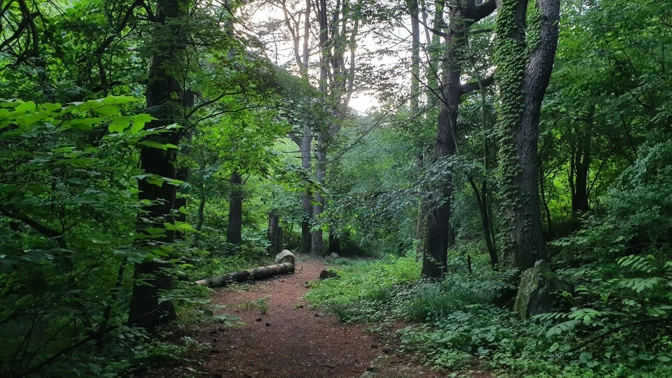 20210616_062222.jpg?type=w966