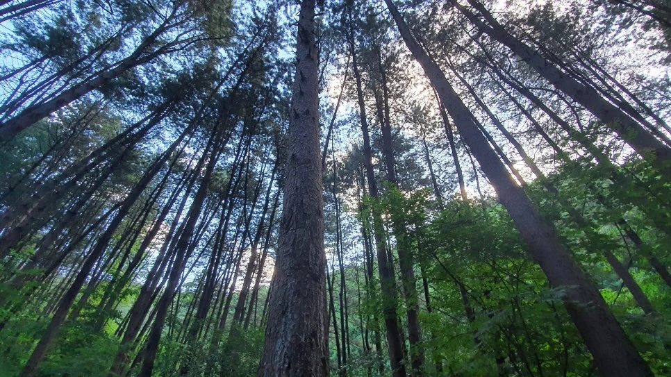 20210616_060756.jpg?type=w966