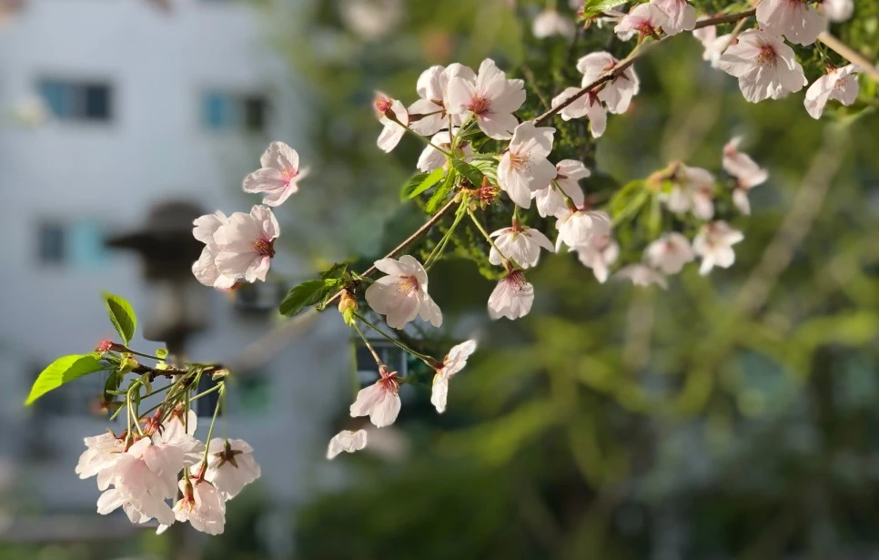 SE-3a315820-6a64-4818-9f54-632134548106.jpg?type=w966