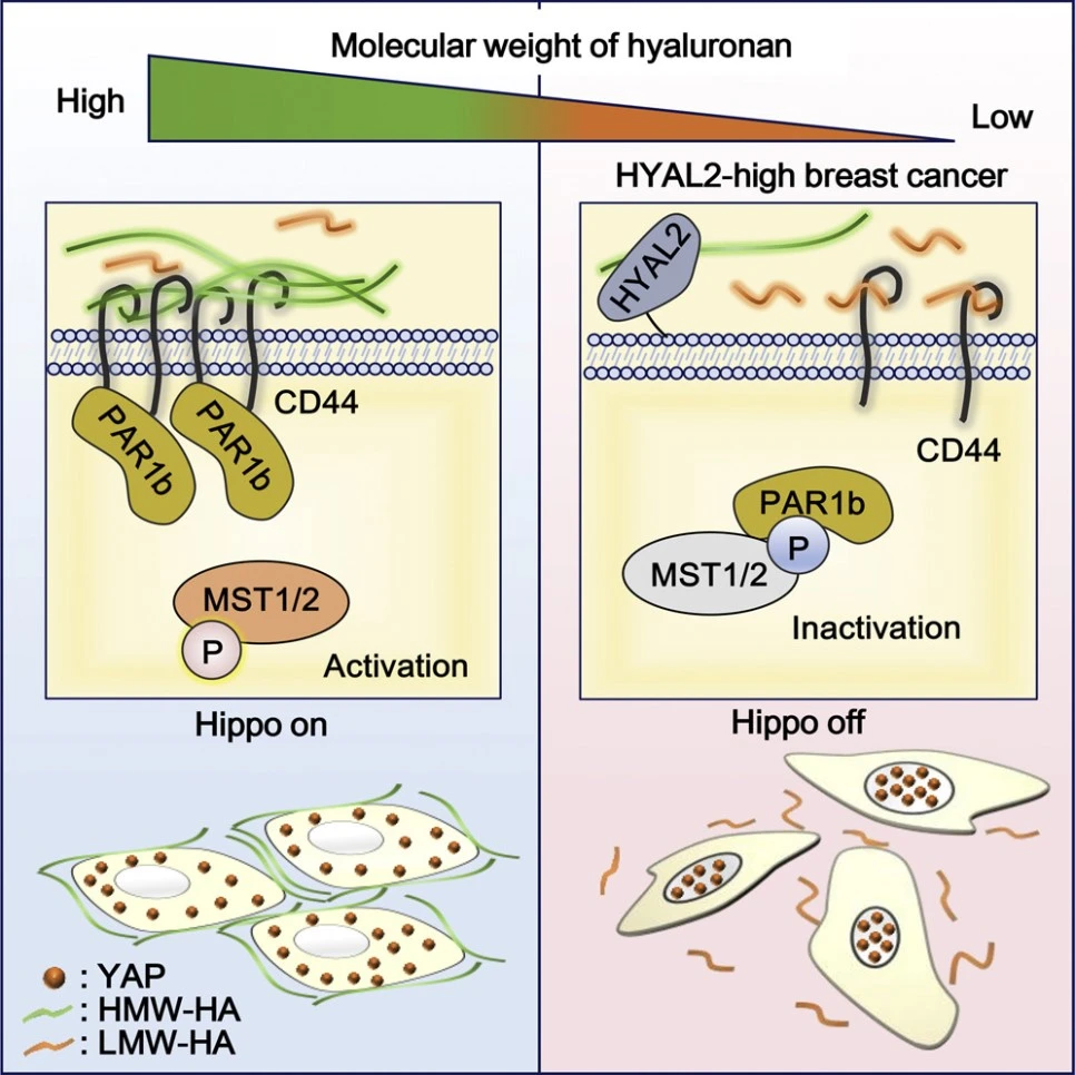 %EB%A8%B9%EB%8A%94%ED%9E%88%EC%95%8C%EB%A3%A8%EB%A1%A0%EC%82%B0%EB%B6%80%EC%9E%91%EC%9A%A907.jpg?type=w966