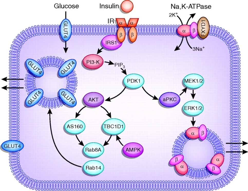 %EC%8B%9D%EA%B3%A4%EC%A6%9D%EC%9B%90%EC%9D%B803.jpg?type=w966