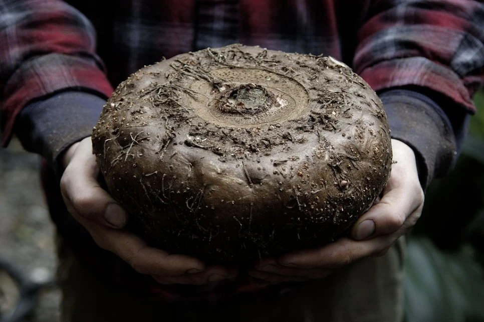 amorpho.jpg?type=w966