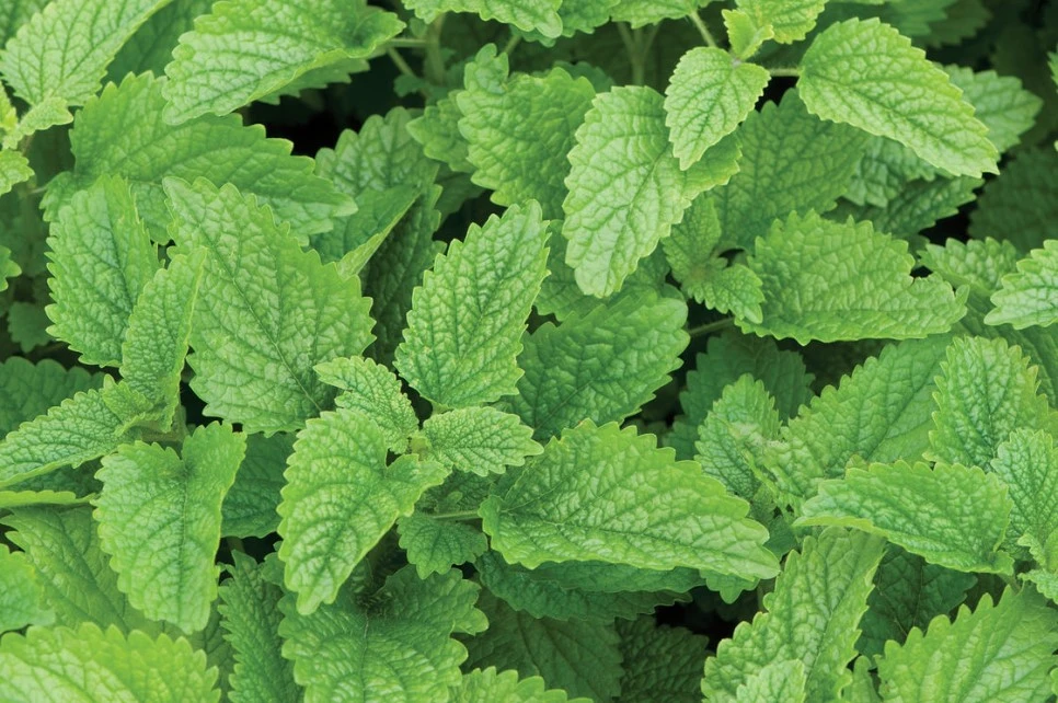 00766_01_lemonbalm.jpg?type=w966