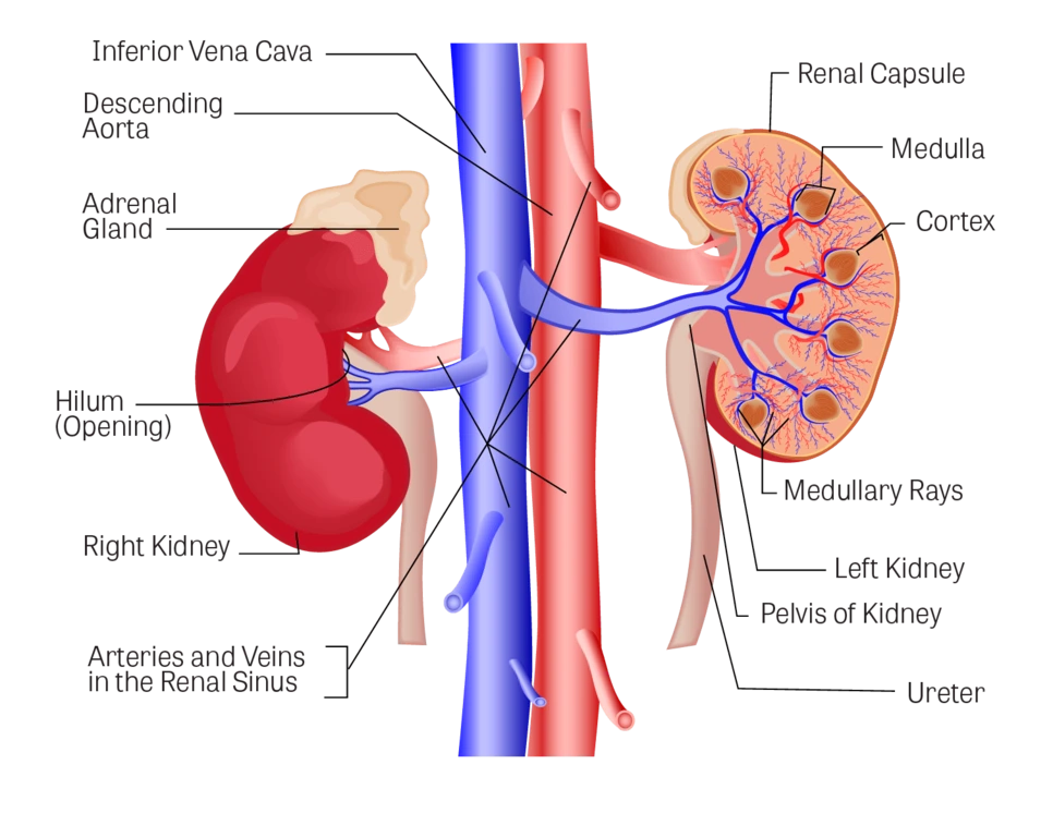 %ED%98%B8%EB%B0%95%EC%A6%99%ED%9A%A8%EB%8A%A508.png?type=w966