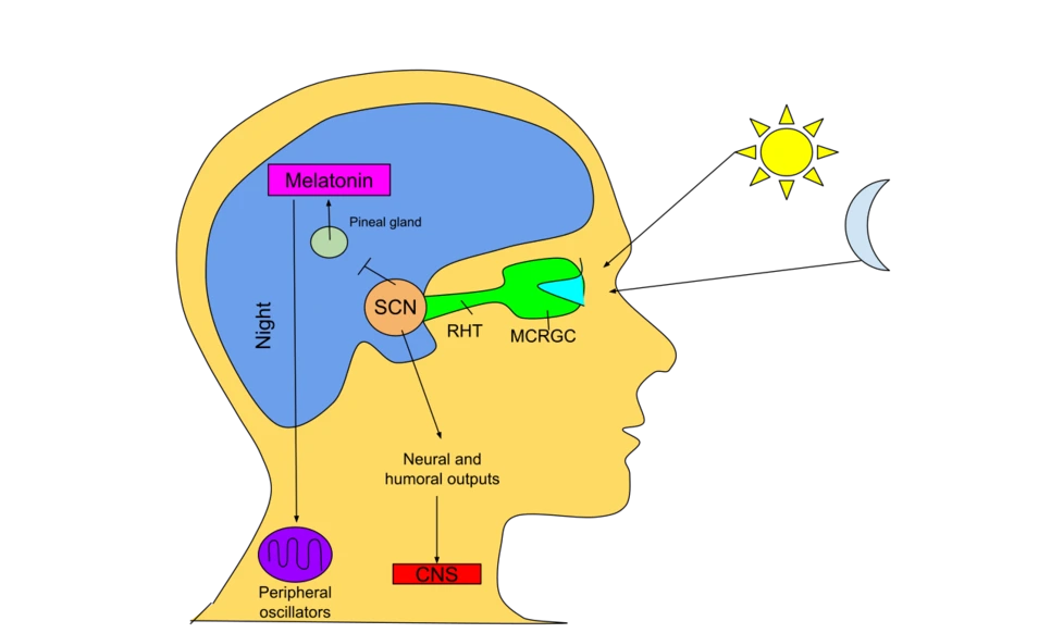 SE-e444e884-3ec1-4dab-861f-4383377b93bc.png?type=w966